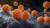 gonorrhoea